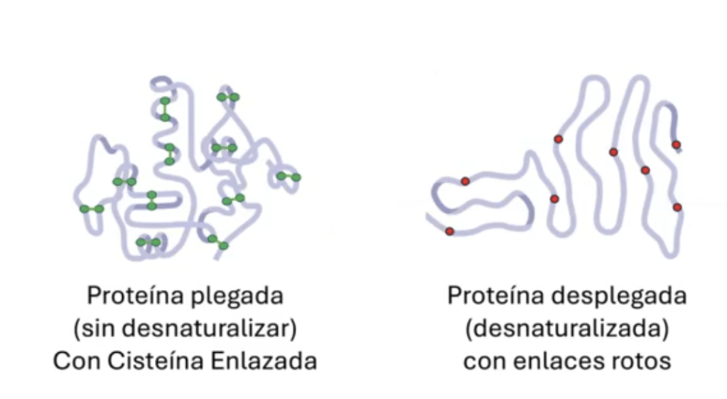 Comparación entre proteína desnaturalizada y no desnaturalizada