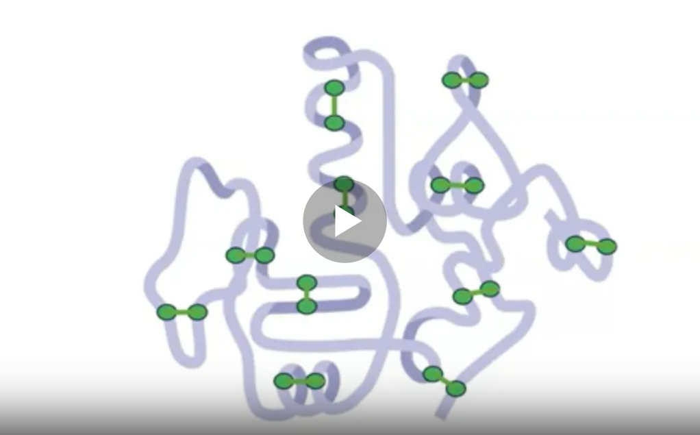 Cisteína Ligada y Glutatión: Immunocal o Proteínas Comerciales